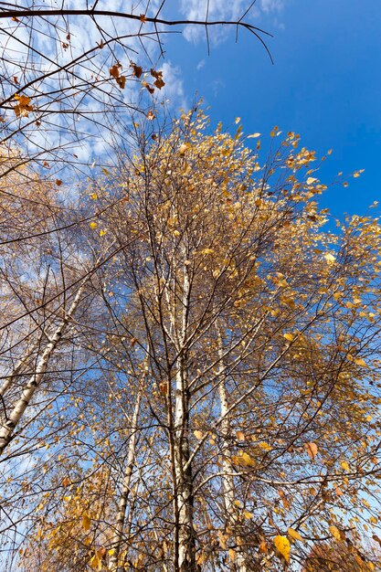 Yellowing leaves on the trees