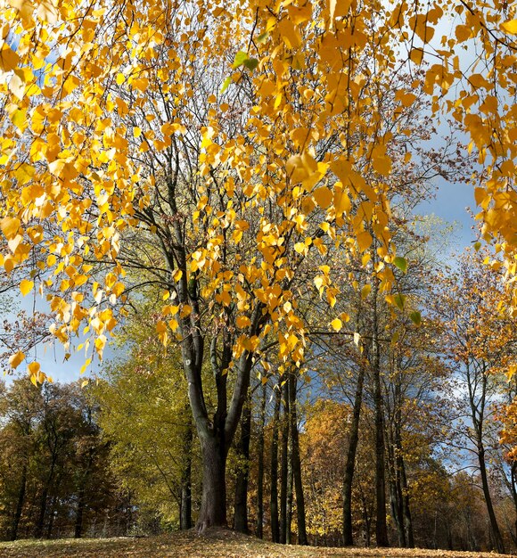 yellowing leaves on the trees