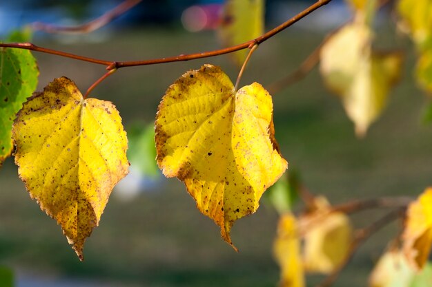 yellowing leaves on the trees