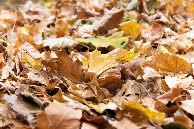 yellowing leaves on the trees