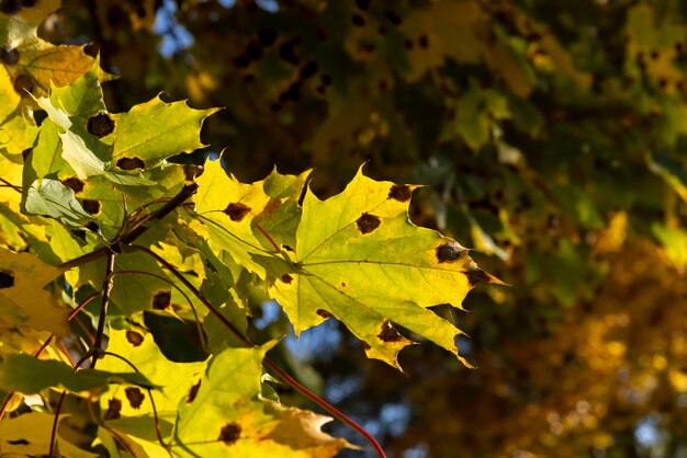 Yellowing maple foliage in the autumn season maple foliage in the autumn season in leaf fall