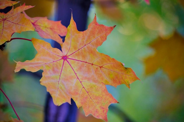 秋が近づくとカエデの葉が黄変する