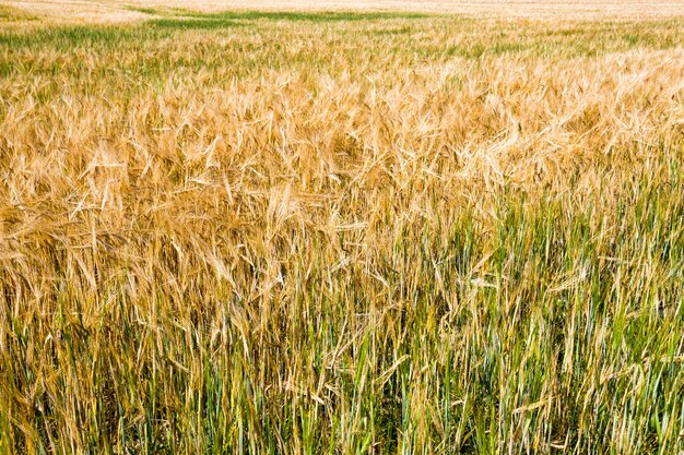 Yellowing wheat in summer