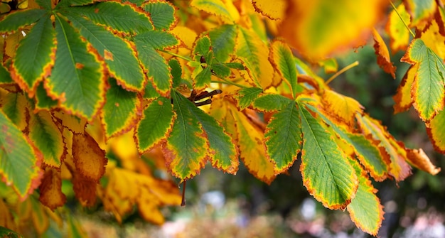 Yellowing yellowgreen chestnut leaves on an autumn sunny day Background of nature seasons