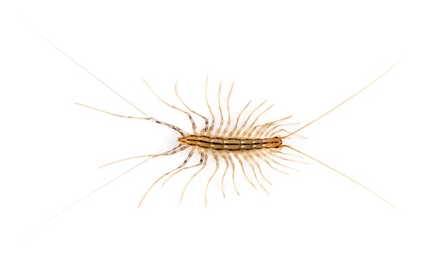 Yellowish-grey centipede, isolated on white