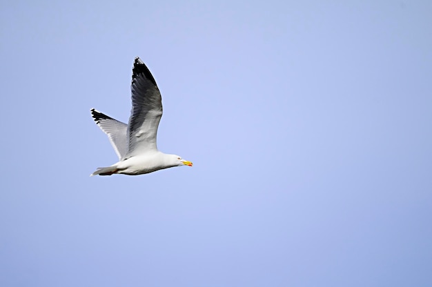 The yellowlegged gull is a species of charadriiform bird in the laridae family