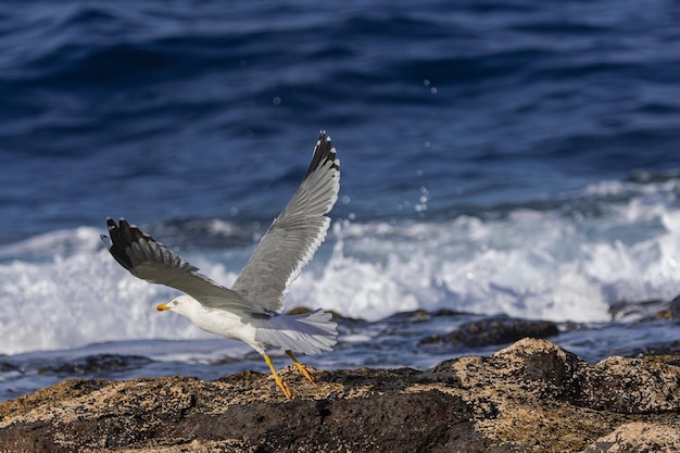 Foto gabbiano dalle zampe gialle larus cachinnans atlantis prendendo il volo dalle rocce vulcaniche tenerife