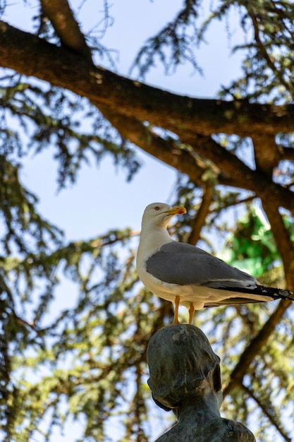 Фото Желтоногая чайка larus michahellis летом сидит в общественном парке в порту, португалия