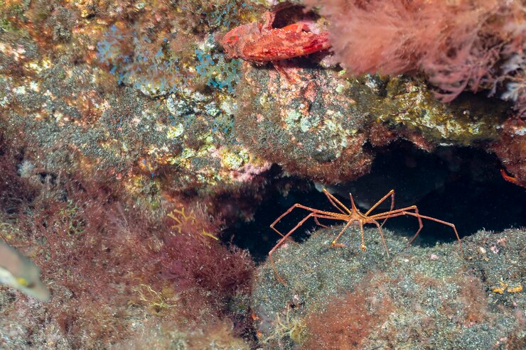 Photo yellowline arrow crab or arrow crab stenorhynchus lanceolatus el hierro spain