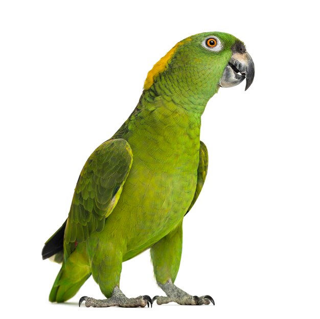 Yellownaped parrot looking at the camera 6 years old isolated on white