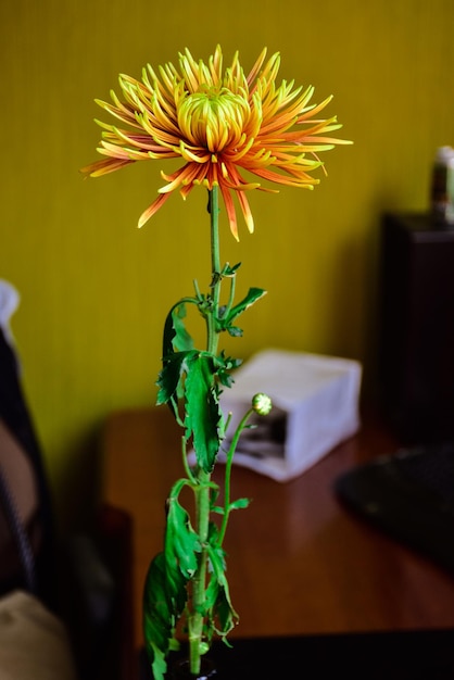 Yelloworange chrysanthemum closeup