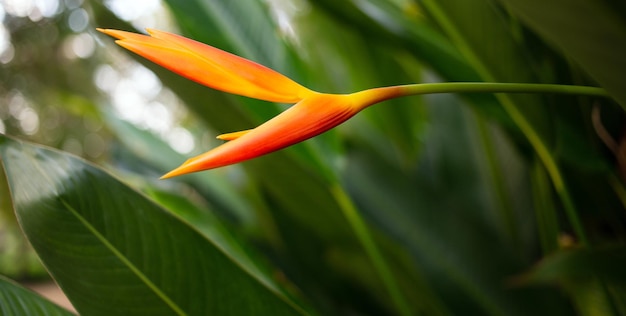 밝고 어두운 열대 잎의 자연 배경에 있는 Yelloworange Heliconia 꽃