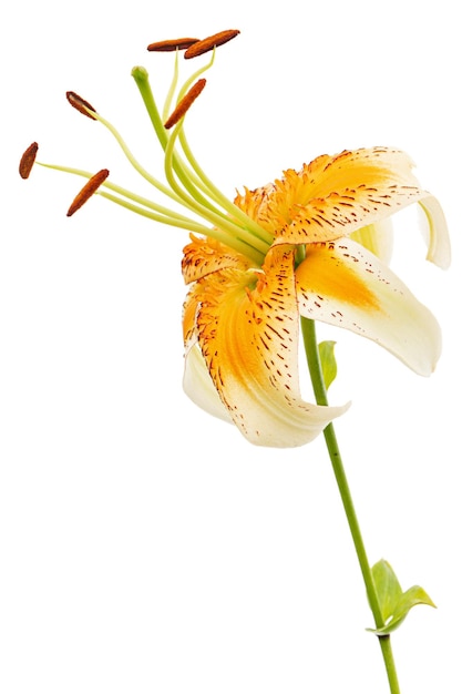 Yelloworange 백합 꽃은 흰색 배경에 고립