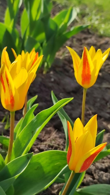 Yelloworange tulips in the garden