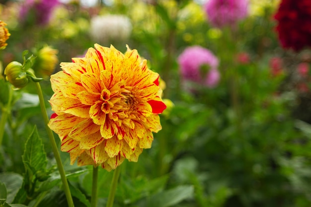 Yelloworange with red dahlia flower closeup in the garden