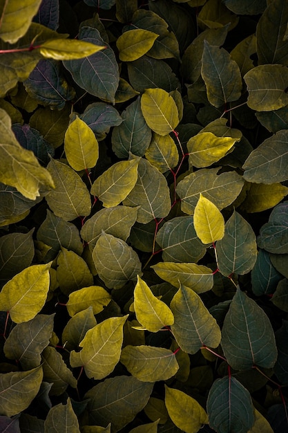 yellowpanese knotweed plant leaves in springtime