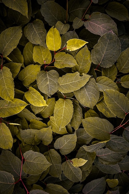 yellowpanese knotweed plant leaves in springtime