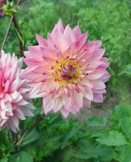 濃い緑の葉の背景にイエローピンクのダリアの花カラフルなダリアの花