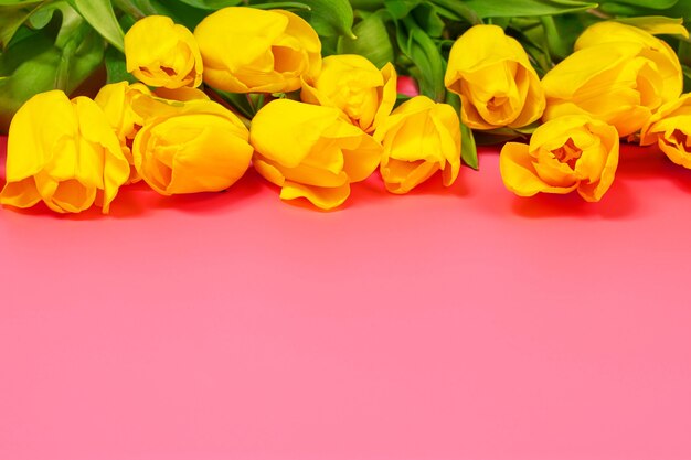 yellowpink tulips spring flowers isolate on a pink background