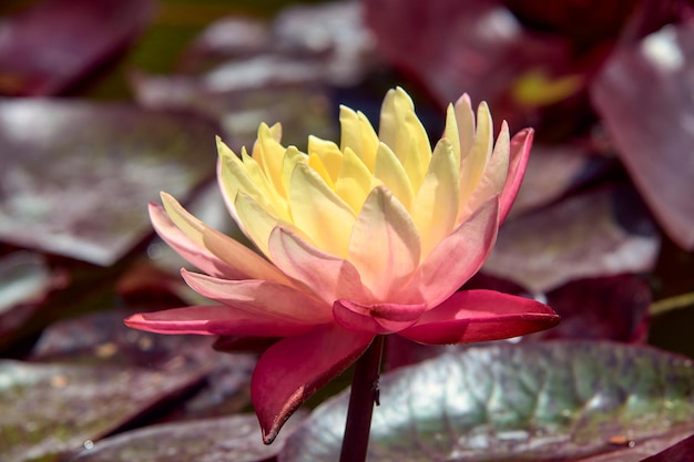 Photo yellowpink water lily on the pond