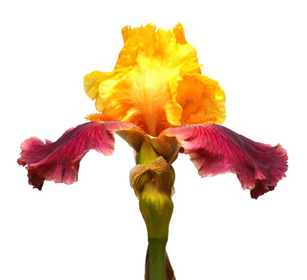 Yellowpurple iris flower isolated on white background