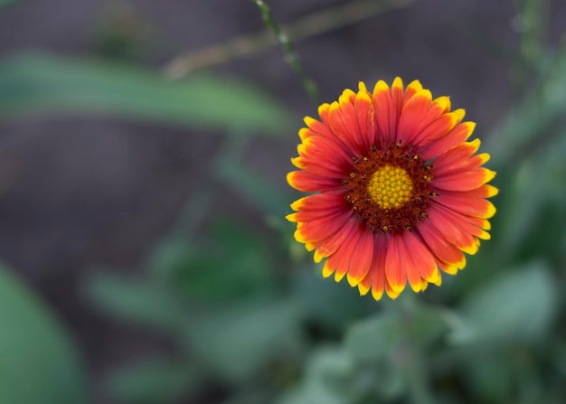 Желто-красный цветок gaillardia pulchella