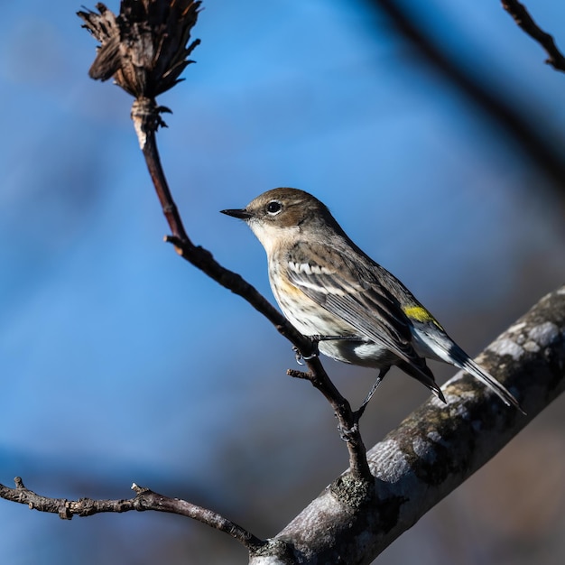 Yellowrumped warbler in Dover Tennessee the USA