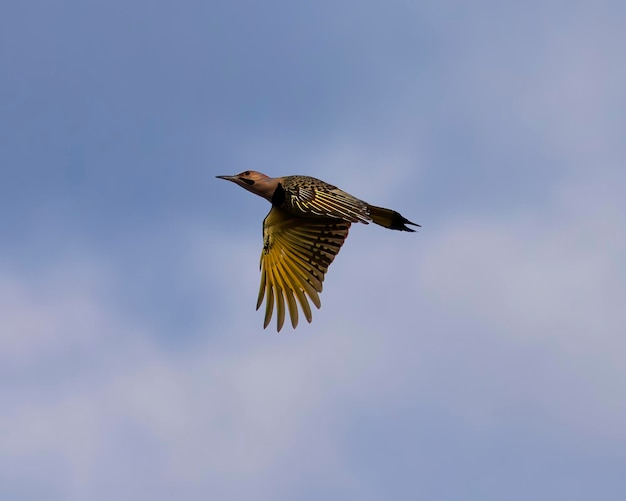 Yellowshafted Northern Flicker met vleugels op downdraft