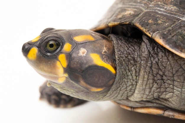 Yellowspotted Amazon River Turtle Podocnemis unifilis isolated on white background