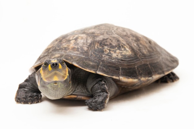 Yellowspotted Amazon River Turtle Podocnemis unifilis isolated on white background