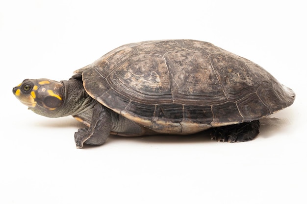 Yellowspotted Amazon River Turtle Podocnemis unifilis isolated on white background