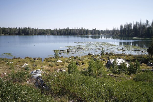 Yellowstone national park in Wyoming USA