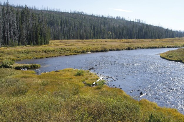 Yellowstone national park in Wyoming USA