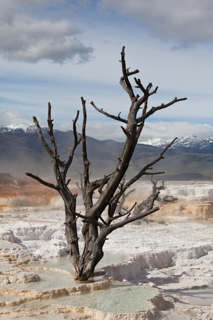 Yellowstone