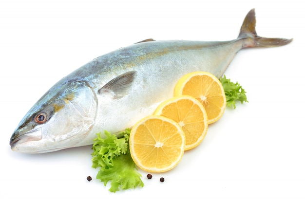 Yellowtai vis geïsoleerd (Japanse amberjack)