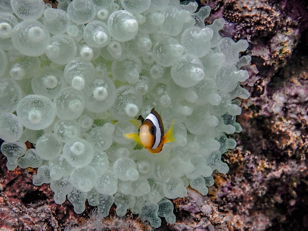 Foto pesce clown a coda gialla