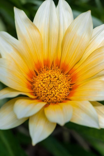 Yelow flower blooming in the garden