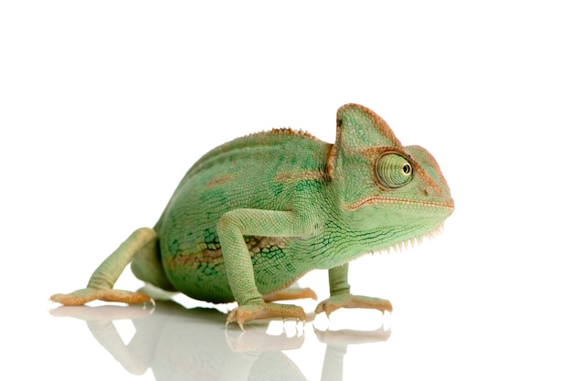 Yemen Chameleon isolated