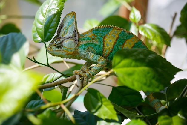 Yemen chameleon