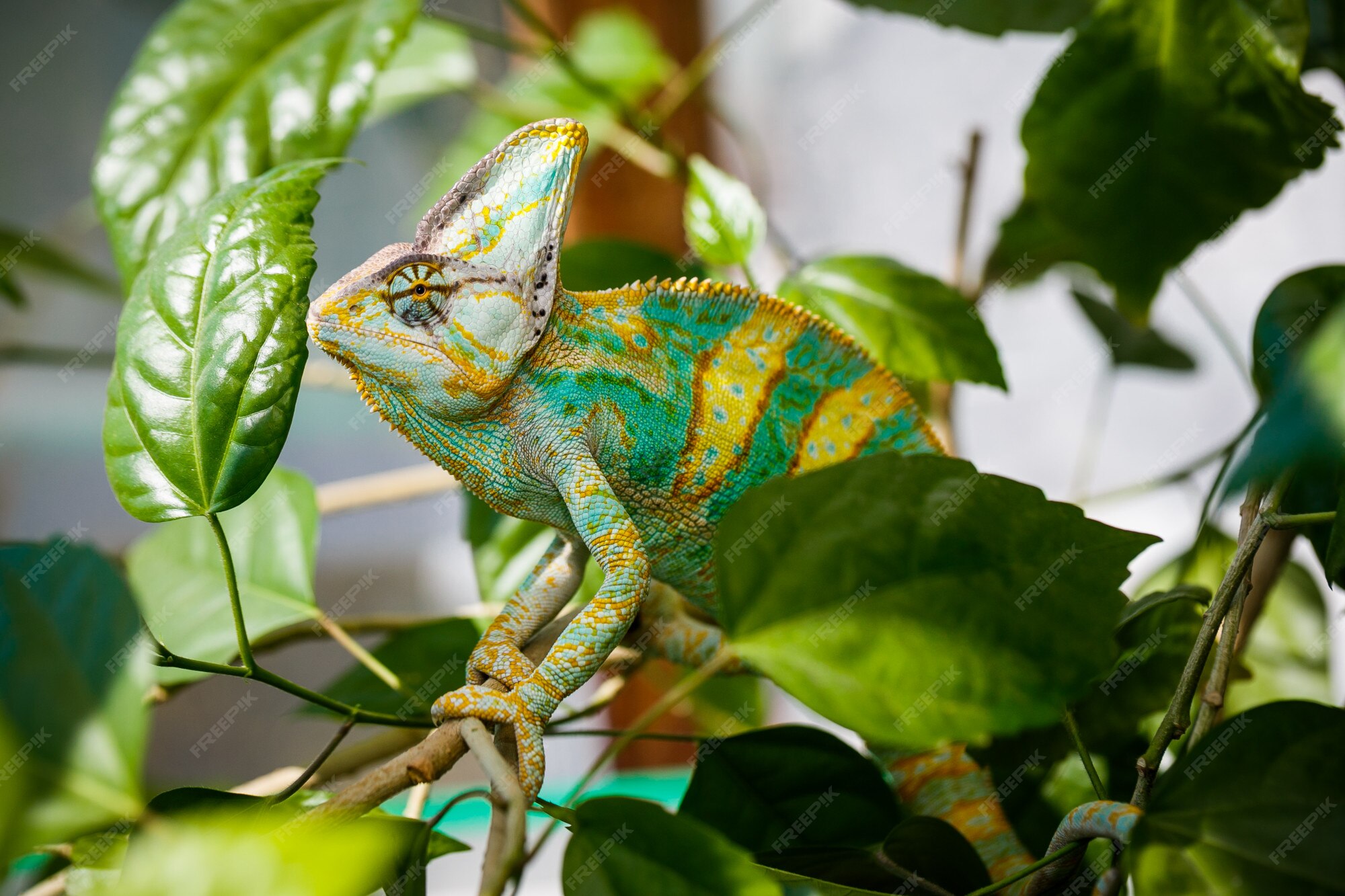 Premium Photo | Yemen chameleon