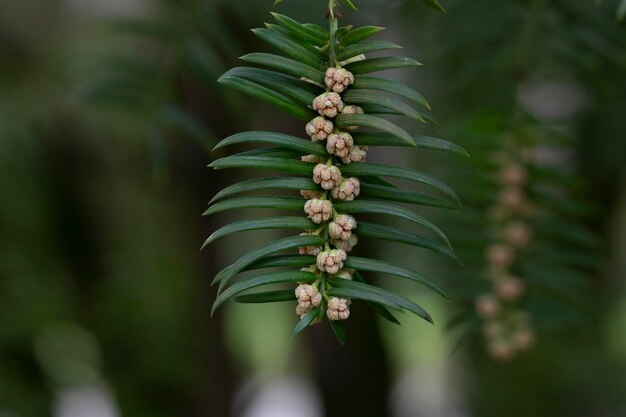 Photo yew berry in spring during flowering branches