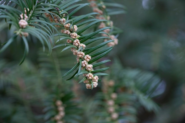 Yew berry in spring during flowering Branches