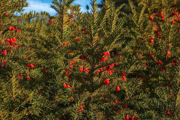 Yew boom met rode vruchten Taxus baccata Tak met rijpe bessen Rode bessen groeien op evergree