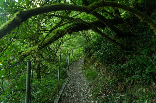 Yew-boxwood grove, National Park, Tourist path in green forest