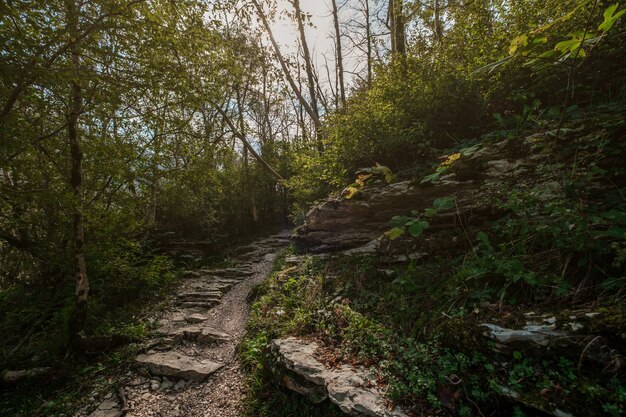 Photo yew-boxwood grove in sochi, khosta, russia. yew tree and boxwood tree grove with forest path among rocks and moss in summer.