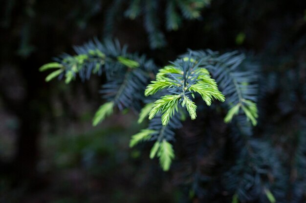 Yew Taxus baccata Fastigiata Aurea English yew European yew new bright green with yellow stripes foliage in spring garden as natural background Selective focus Nature concept for design