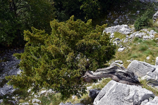 石灰岩の中で曲がって成長しているイチイ（Taxus baccata）