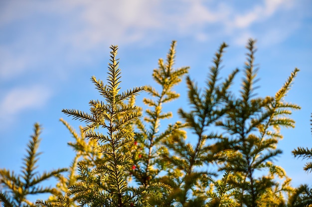 Yew tree Taxus baccata branch copy space blue sky background European evergreen yew tree Good weather sunny day coniferous evergreen tree branches