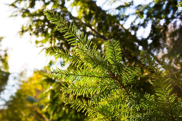 Фото Тис. taxus baccata. это дерево, первоначально называвшееся тисом, но после того, как стали известны другие родственные деревья, теперь оно может быть известно как английский тис или европейский тис.