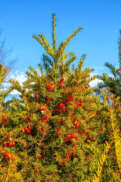 Yew tree with red fruits Taxus baccata Branch with mature berries Red berries growing on evergree
